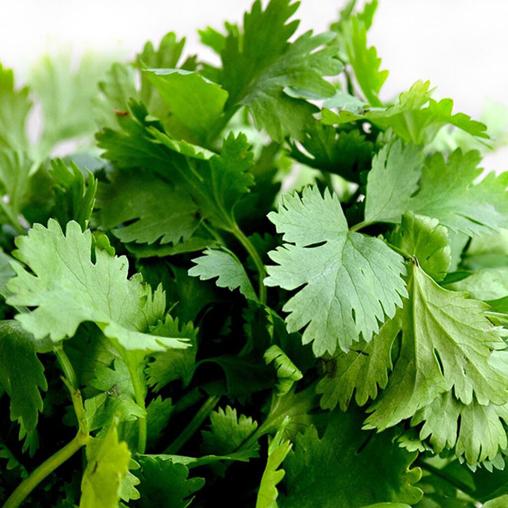Coriander
